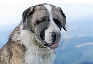 Romanian Carpathian Shepherd Dog