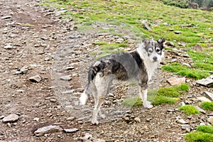 Romanian Carpathian Shepherd Dog