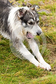 Romanian Carpathian Shepherd Dog