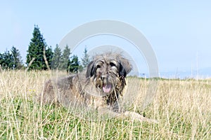Romanian Carpathian Shepherd Dog