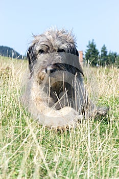 Romanian Carpathian Shepherd Dog