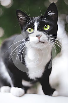 Romanian cat with green eyes