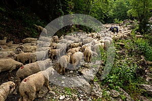 Romanian flock transhumance shepherd in the mountains