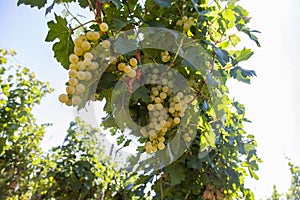 Romanian grapes