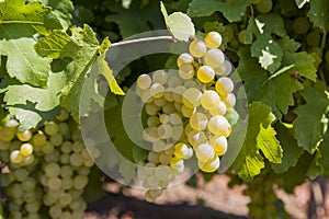 Romanian grapes
