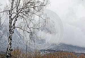 Romanian mountains range with pine forest and fog, winter time