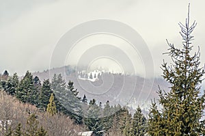 Romanian mountains range with pine forest and fog, winter time
