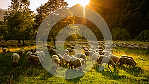 Romanian sheep farm at sunset in Transylvanian mountains