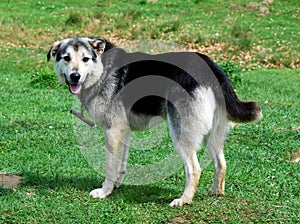 Romanian shepherd dog