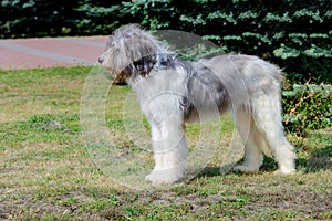 Romanian Shepherd dog profile.