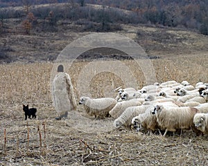 Romanian Shepherd with his Flock