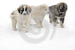 Romanian shepherd puppies