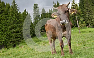 Romanian traditional cow