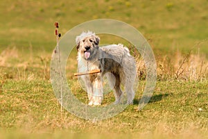 Romanian white shepherd dog