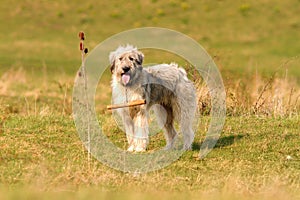 Romanian white shepherd dog photo
