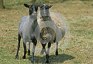 Romanov Domestic Sheep, Ewes, Breed from Russia