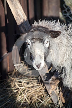 Romanov sheep in the paddock