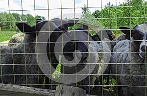 Romanov sheep in the pasture behind the net.