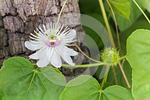 Romantic amazing nature weird wild grass flower,Passiflora with