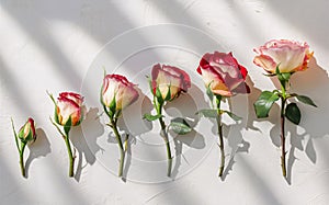 Generative-AI, Rose Blooming in Stages Animated Sequence for Valentine Background photo