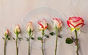 Generative-AI, Rose Blooming in Stages Animated Sequence for Valentine Background photo