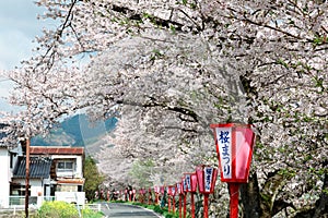 A romantic archway of beautiful cherry blossoms Sakura Namiki over a country road in Maniwa