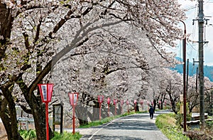 A romantic archway of beautiful cherry blossoms Sakura Namiki over a country road in Maniwa