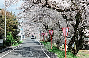 Romantic archway of flourishing cherry blossoms ( Sakura Namiki ) and traditional Japanese lamp