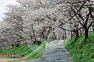 Romantic archway of pink cherry tree blossoms Sakura Namiki and lamp posts of Japanese style along a country