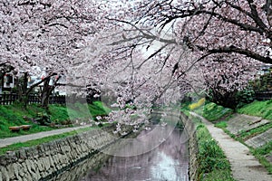 Romantic archway of pink cherry tree blossoms Sakura Namiki by the small river bank in Fukiage City