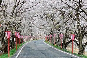 Romantic archway of pink cherry tree (Sakura) blossoms and Japanese style lamp posts along a country road