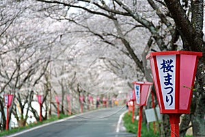 Romantic archway of pink cherry tree (Sakura) blossoms and Japanese style lamp posts along a country road