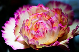 Romantic artistic closeup inflorescence of blooming Carnation Dianthus Caryophyllus, or Clove Pink flower.