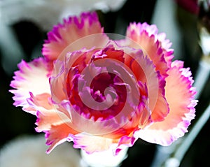 Romantic artistic closeup inflorescence of blooming Carnation Dianthus Caryophyllus, or Clove Pink flower.