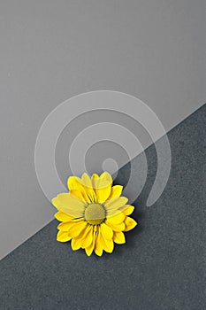 Romantic artistic minimalist gray yellow background with yellow daisy