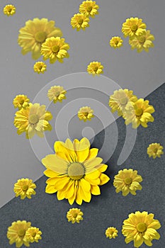 Romantic artistic minimalist gray yellow background with yellow daisy