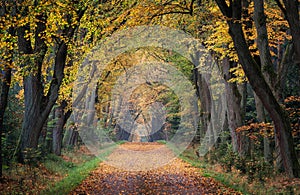 A romantic autumn fairy full of colors, comfort and tranquility. A beautiful place for a peaceful walk.