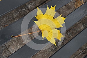 Romantic autumn with yellow leaf lying on bench