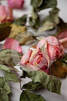 Romantic background with 2 pink dried rose buds and withered leaves