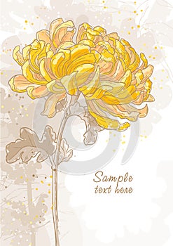 Romantic background with chrysanthemum