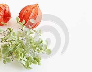 Naranja hortensias aislado sobre fondo blanco. suave. tarjeta de felicitación estilo. el lugar 