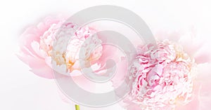 Romantic banner, delicate white peonies flowers close-up. Fragrant pink petals. Beauty, wedding, mothers day concept