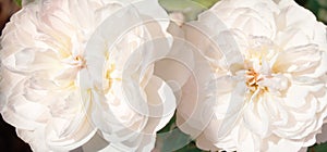 Romantic banner, delicate white roses flowers close-up. Fragrant crem pink petals