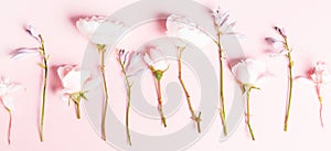 Romantic banner, delicate white roses flowers close-up. Fragrant crem pink petals