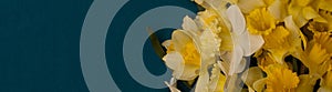 Romantic banner, delicate yellow daffodils flowers close-up. Full size. Ñopi spaceI, ndigo background