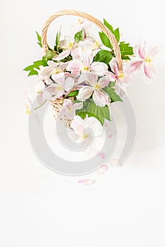 A romantic basket of beautiful white and pink clematis flowers with green shots. Copy space. White background.