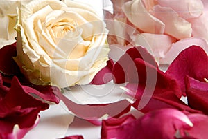 Romantic Beautiful pink and white roses flowers