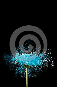 Romantic blue daisy flower with effect of explosion