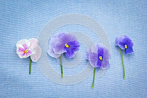 Romantic blue pansies on blue, fabric background