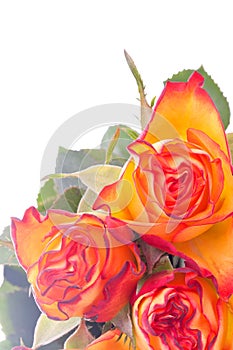 Romantic bouquet of orange coloured roses